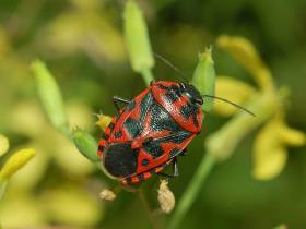 Les punaises du chou, eurydema ventralis, sont souvent confondues avec les gendarmes. Elles font des dégâts au potager