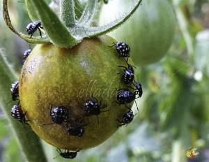 punaises: nezara viridula juvéniles (Photo Ellada, tomodori)
