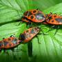 gendarmes_-_pyrrhocoris_apterus1_wiki.jpg