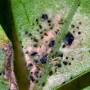 cc_frankliniella-occidentalis-insect-damage.jpg