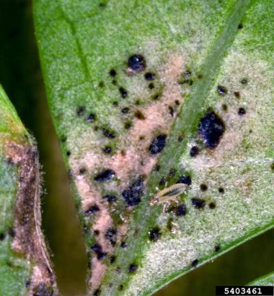 frankiniella occidentalis, dégâts sur feuillage