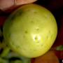 cc_frankliniella_tritici_tomato.jpg