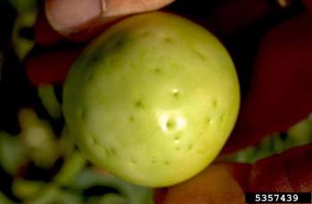 frankiniella tritici, dégâts sur fruit