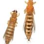 cc_thrips_1-tabaci_2-frankliniella_occidentalis.jpg