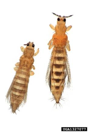 les plus répandus: le thrips du tabac (à gauche), actuellement supplanté par frankiniella occidentalis (à droite), principal vecteur du tomato spotted wilt virus
