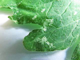 marques de piqûres de thrips sur feuille de tomate