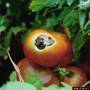 cc-by-sa_tomato_sun_scald_2.jpg