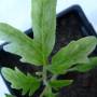 marc91_insolation_jeune_plant.jpg