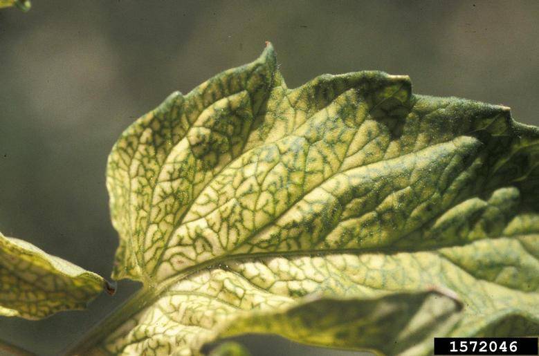 nutrient deficiency-iron