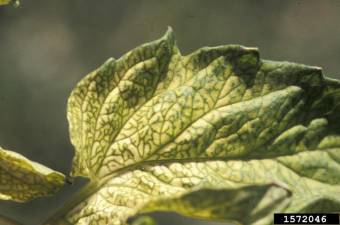 Feuille de tomate, carence en fer