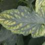cc_tomato_leaf_magnesium_deficiency.jpg