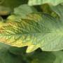 cc_tomato_leaf_potassium_deficiency.jpg