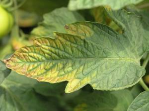 Feuille de tomate, carence en potassium, bords desséchés