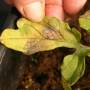 cc_tomato_nitrogen_deficient.jpg