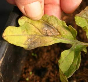 Feuille de tomate, jaunissement et étiolement dus à une carence en azote