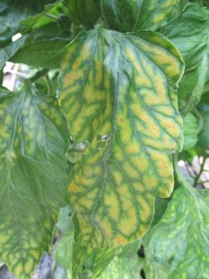 carence, feuilles basses (photo Linette, Les Tomos)