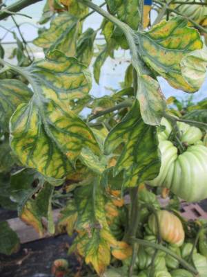 carence généralisée à la plante entière, plusieurs plantes voisines portent ce genre de feuillage (photo Linette, Les Tomos)