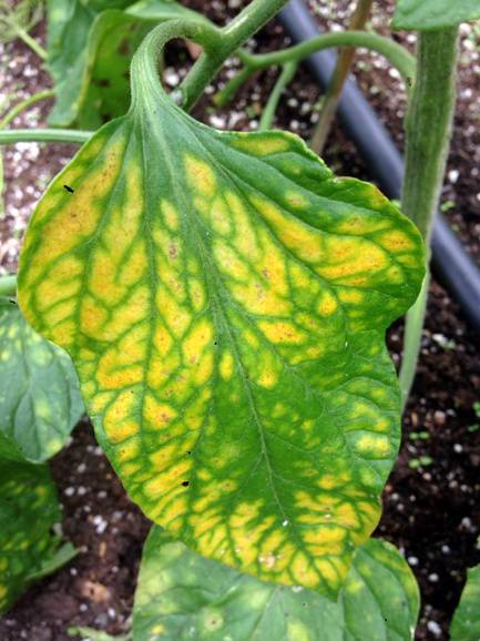Tomato: Magnesium deficiency