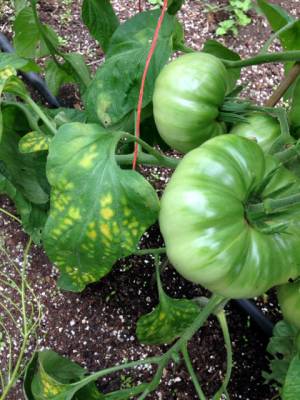 Tomate, légère carence en magnésium