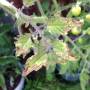 tomato_potassium_deficiency_scorched_necrotic_leaf_cc.jpg
