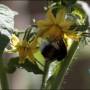 fennec_bourdon_sur_tomate_2015.jpg