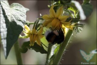 Bourdon butinant une fleur de tomate qui "s'ouvre" - dont le tube staminique est ouvert et qui a libéré son pollen