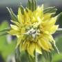 la_bande_a_basile_grosse_fleur_2008.jpg