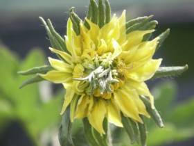 Encore une "grosse fleur" composée de plusieurs fleurs agglomérées (fasciation) qui donnera une tomate difforme et dont les graines auront toutes les chances d'être hybridées