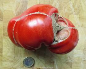 Tomate difforme, cicatrice ouverte liégeuse à l'ombilic et cicatrice en fermeture éclair