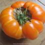 linette_cdb_orange_liege_pedoncule_2015-14_lt.jpg