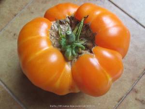 Cdb orange, cicatrice liégeuse autour du pédoncule