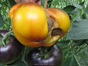 Tomate difforme, on aperçoit l'ovaire desséché dans la section non fécondée dont la chair ne s'est pas formée