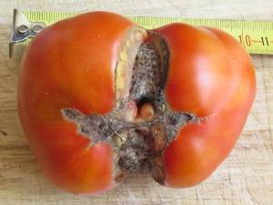 Tomate difforme, cicatrice ouverte liégeuse, on aperçoit l'ovaire desséché