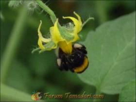 Bourdon agrippé au tube staminique de la fleur dont il s'efforce d'extraire du pollen