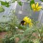 skylobo_bourdon_sur_tomate_2015.jpg