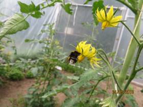 Bourdon sur une fleur "mûre" dont les étamines du tube staminique se décollent les unes des autres