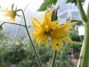 Fleur "monstrueuse" "ouverte" dont le pollen est accessible aux butineuses