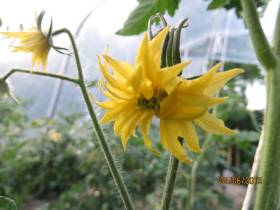 Fleur "monstrueuse" au(x) stigmate(s) apparents dont le pollen est accessible aux butineuses. Elle donnera un fruit difforme