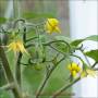 skylobo_fleurs_bloodyb_pistil_ferme_2016.jpg