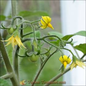 Fleurs "fermées" dont le stigmate n'est pas apparent, il est enfermé dans le tube staminique