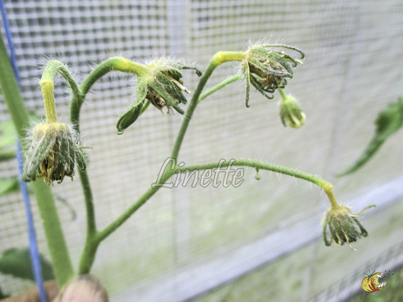 Coulure Des Fleurs Tomowiki