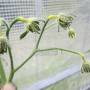 linette_coulure_des_fleurs2f.jpg