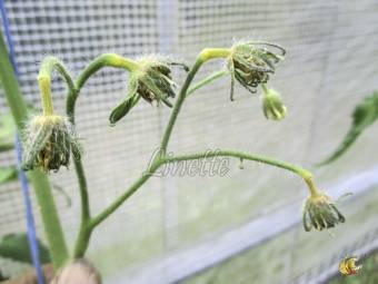 Coulure des fleurs, photo Linette, Les Tomos