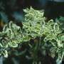 cc_tomato_yellow_leaf_curl_virus_tylcv_bugwood.jpg
