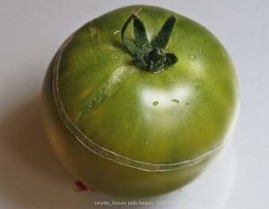 Jade beauty, fissure sur la circonférence du fruit 