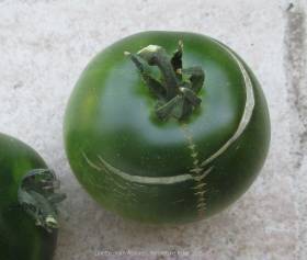 Jade beauty, fendillement et microfissures, cicatrice en fermeture éclair