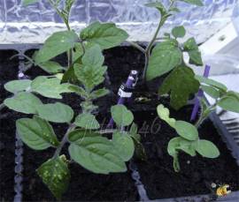 œdème sur jeunes plants en pépinière