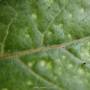 linette_oedeme-2_2015-27_lt.jpg
