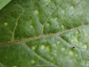 œdème sur jeune plant en pépinière, recto