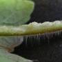 linette_oedeme2_2014-2_lt.jpg
